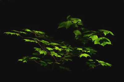 Close-up of fresh green plant against black background