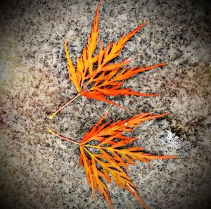 High angle view of orange leaf on wall