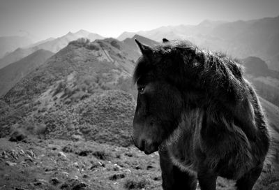 View of a horse on land