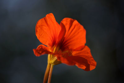 Close-up of orange poppy flower