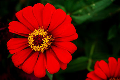 Close-up of red flower
