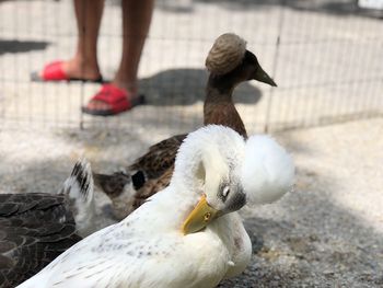 Low section of american pekin duck  on floor