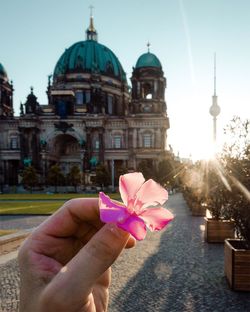 Close-up of pink flowers in front of church