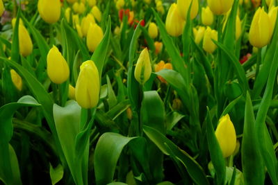 Close-up of yellow tulips growing on field