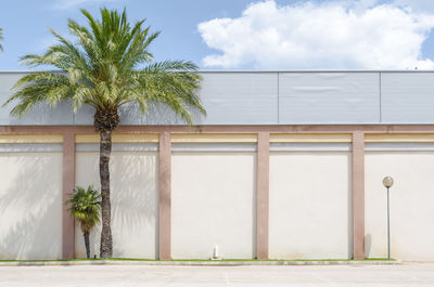 Palm trees against wall