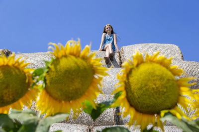 Low angle view of yellow flowering plants against blue sky