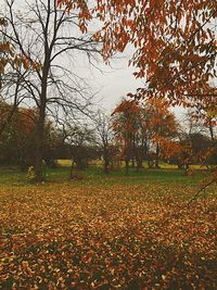 Trees in forest