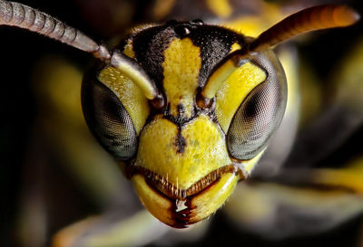 Macro shot of insect on leaf