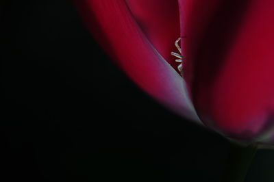 Close-up of red rose against black background