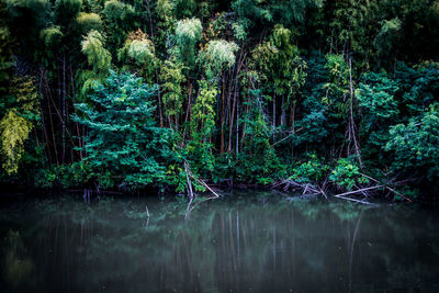 View of calm lake against trees