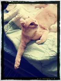 Cat sleeping on bed