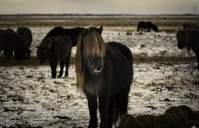 Horses standing in a field