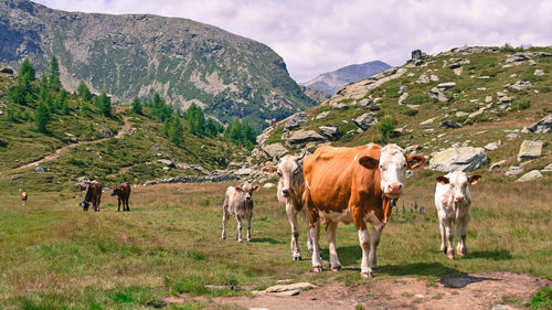 Cows standing in a field