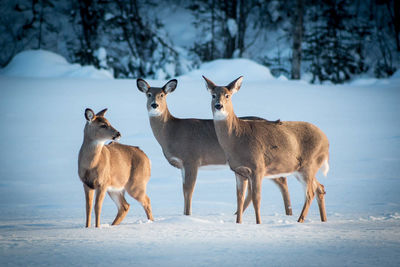 Deer standing on snow field