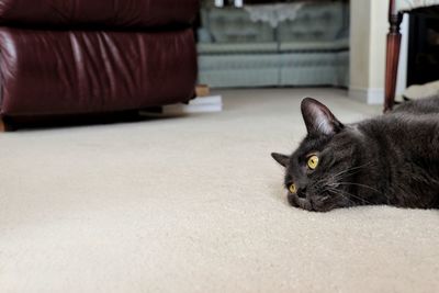 Close-up of a cat resting