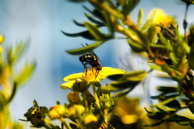 Close-up of bee on yellow flower