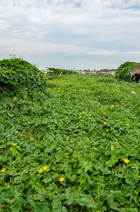 Plants growing on field against sky
