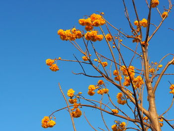 Low angle view of tree against sky