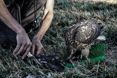 Midsection of man feeding bird on field