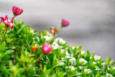 Close-up of pink flowering plant