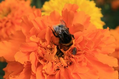 Close-up of honey bee on orange flower