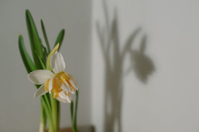Close-up of white flowering plant against wall