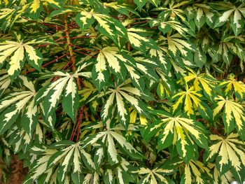 Close-up of fresh green leaves