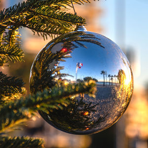 Close-up of christmas tree