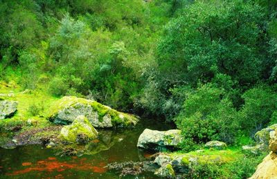 Stream flowing through forest