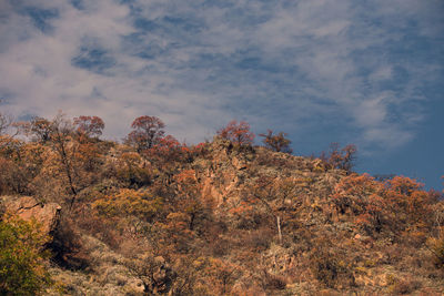 Low angle view of trees against sky during autumn