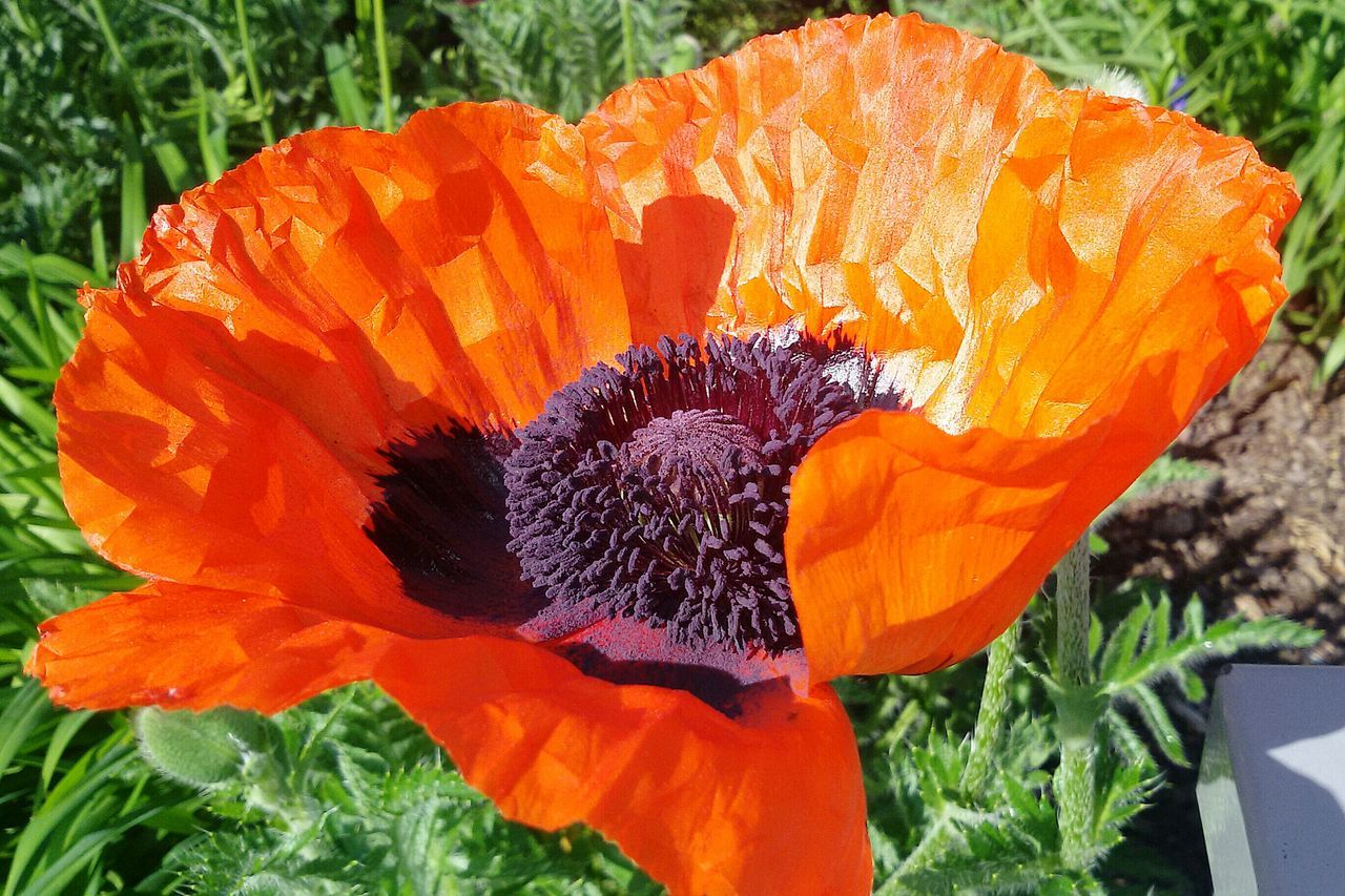 flower, freshness, petal, fragility, flower head, beauty in nature, growth, plant, orange color, nature, blooming, close-up, red, leaf, poppy, focus on foreground, single flower, day, yellow, field