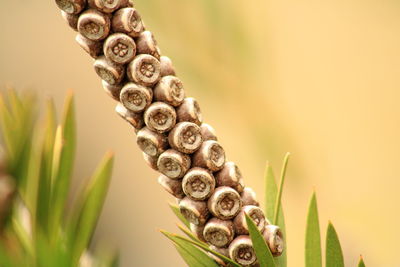 Close-up of plant against blurred background