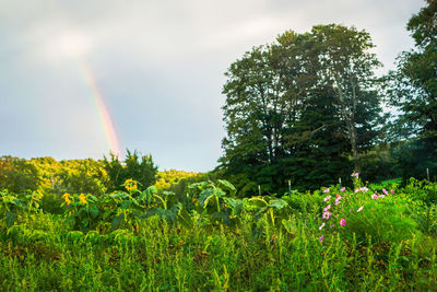 Scenic view of rainbow over trees on field against sky