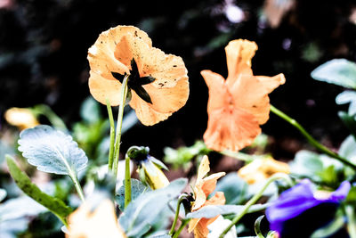 Close-up of flowering plant during autumn