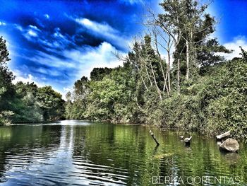 Swan swimming in lake against sky