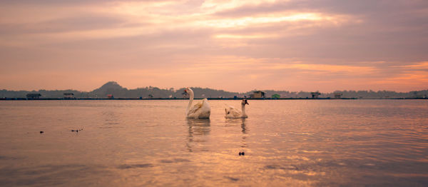 View of swimming in sea against sunset sky