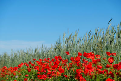 Red blooming poppies the pesticide zone. poppy, wildflower and barley field with clear blue sky.