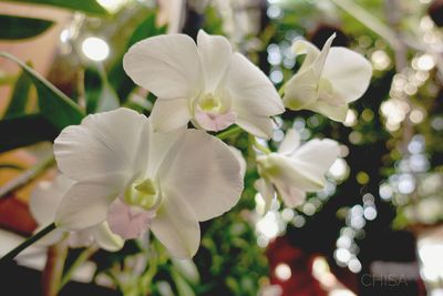 Close-up of white flowers blooming outdoors