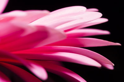 Close-up of pink flower