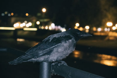 Close-up of bird perching on illuminated city at night