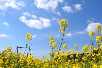 Low angle view of yellow flowers blooming on field against sky