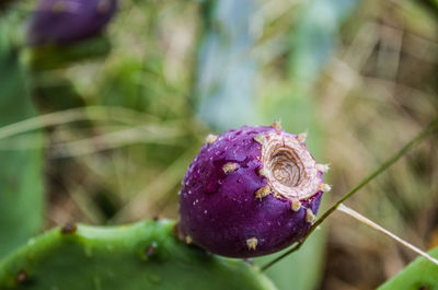 Close-up of fresh purple flower