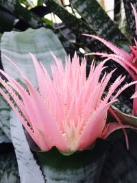 Close-up of pink flower