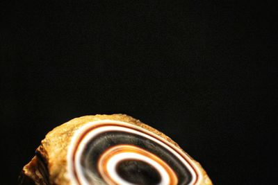 Close-up of shell over black background