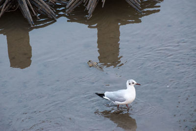 High angle view of seagull swimming in lake