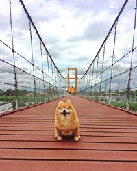 View of dog on bridge against sky