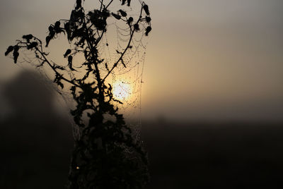 Close-up of plant against clear sky at sunset