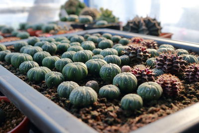 Close-up of succulent plant in container