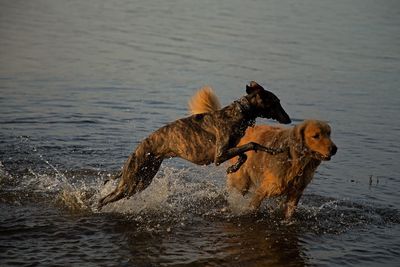 Dog in a sea