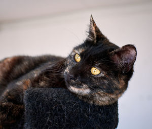 Close-up of cat looking away